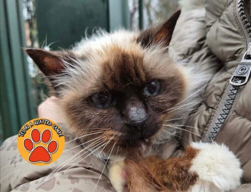 Tornata a casa la gatta di viale Maraini