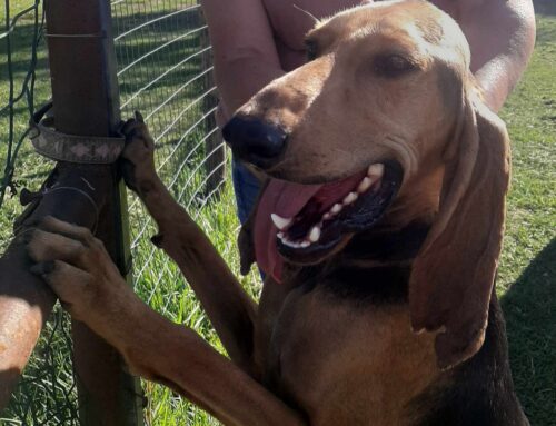 Il dolcissimo Italo dalla Campania adottato