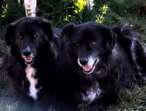 Tea e Dora, altre due invisibili