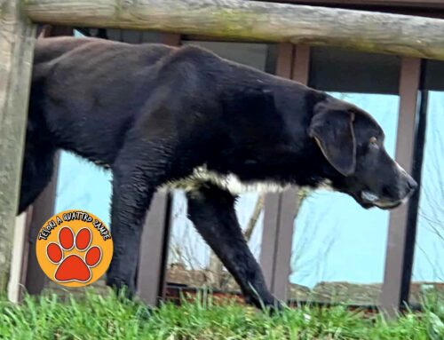 Cane con zoppia segnalato zona Ponte Romano a Rieti (Lazio)