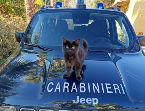 Anche l’Arma Carabinieri ha celebrato la Giornata Internazionale del Gatto