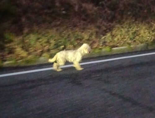 Cagnolino simil Lagotto impaurito sulla Terminillese (Rieti – Lazio)