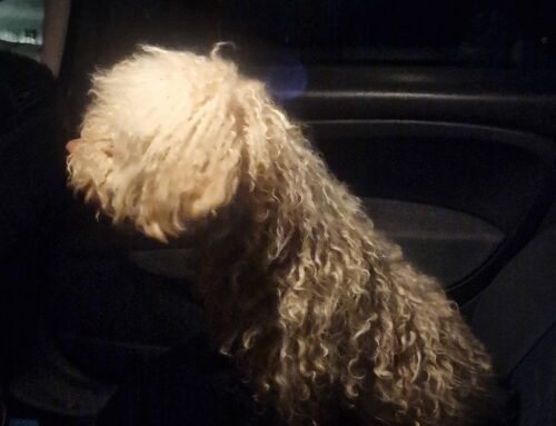 Il simil Lagotto della Terminillese è stato fermato e trasferito in Canile