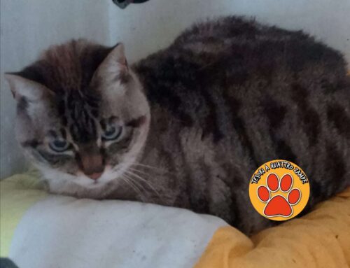 Cercasi adozione del cuore per questa dolce gatta di 13 anni