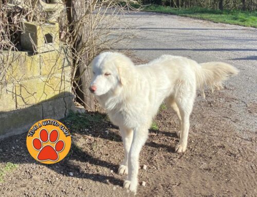Maremmano in strada tra la rotatoria di Vazia e Cantalice
