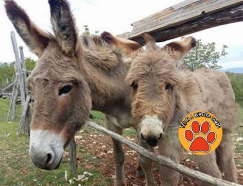 Tutela degli Equidi, alla Camera presentazione della Proposta di Legge