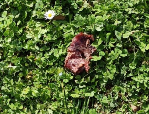 Bocconi sospetti segnalati in viale Morroni a Rieti