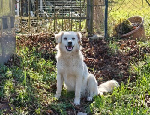 Segnalato in strada a Case San Benedetto, smarrito?