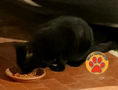 Piccolo e dolce: gattino nero comparso in un condominio di Rieti