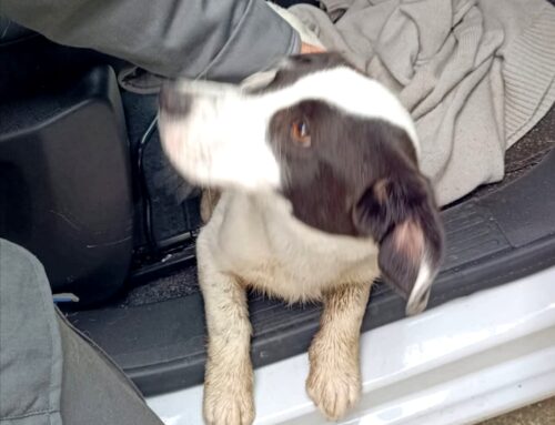 Cucciolo trovato in strada   