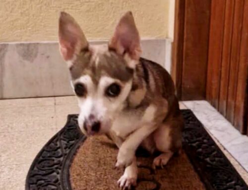 Trovato in un condominio di Rieti