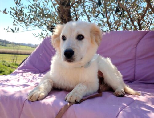 Un bellissimo simil Labrador in cerca di adozione. Paco!