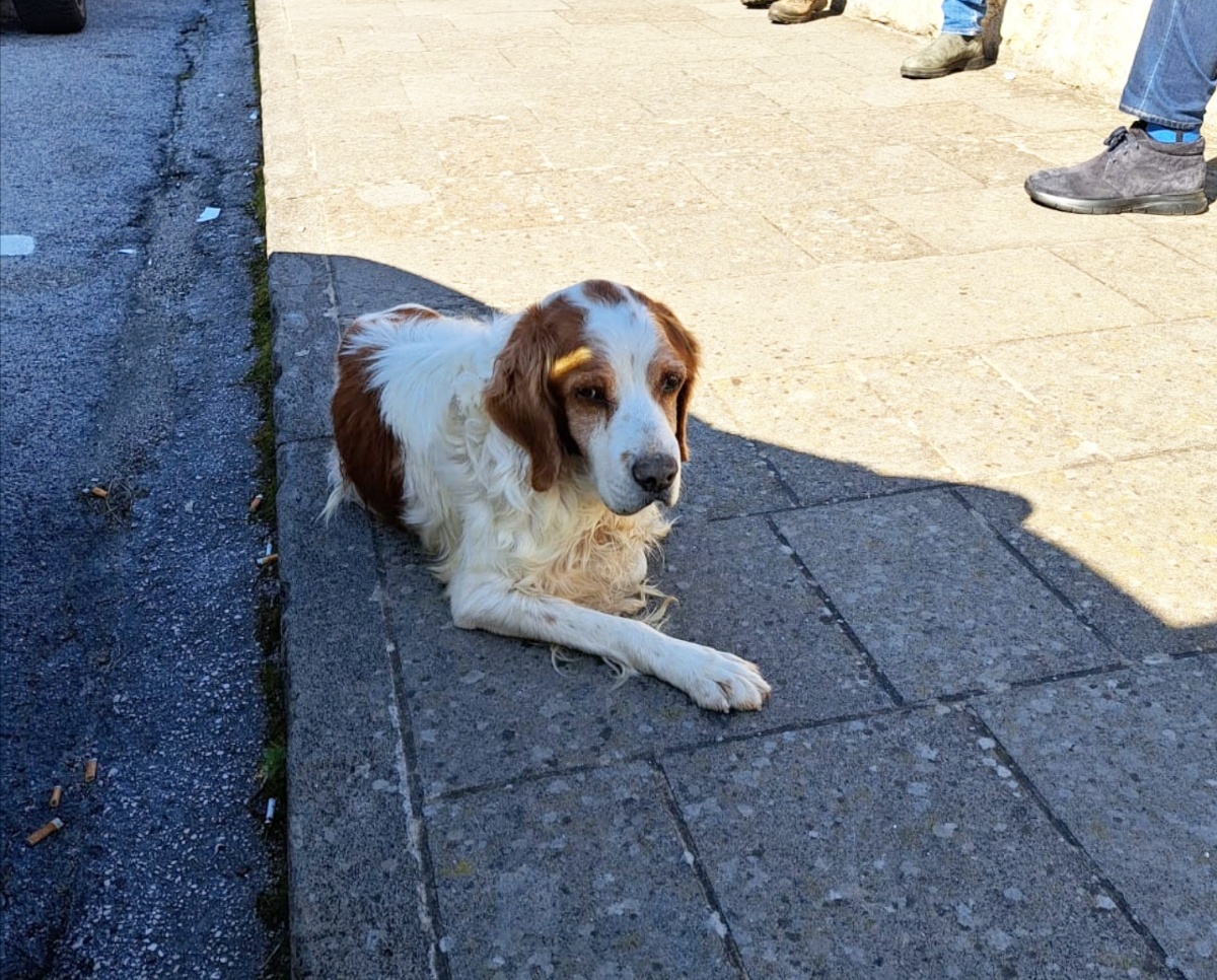 Polish_20260228_120757994