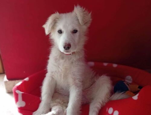 Un tesoro da Antrodoco: ha bisogno di adozione e tanto amore