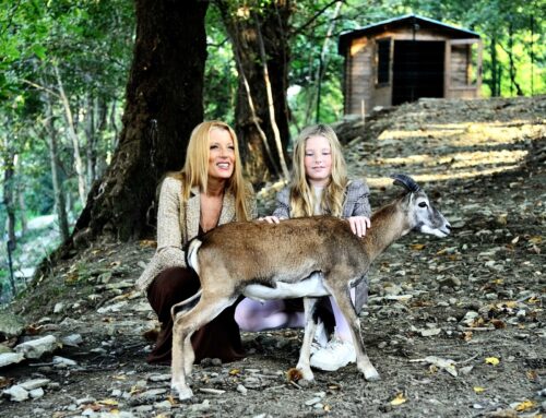 La storia di Jack che ha vissuto in due canili: ora ha una nuova vita grazie alla LEIDAA