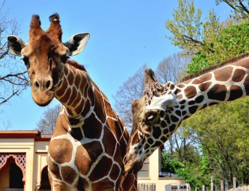 Al BioParco di Roma si festeggia il Darwin Day