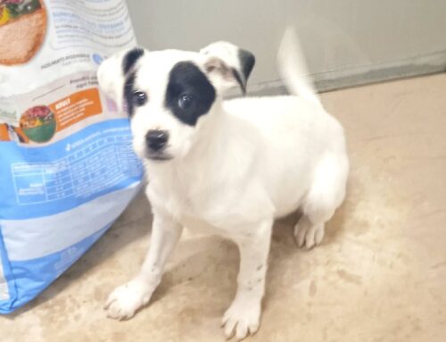 Adele da Vasto, è rimasta l’unica dell’intera cucciolata a non essere adottata