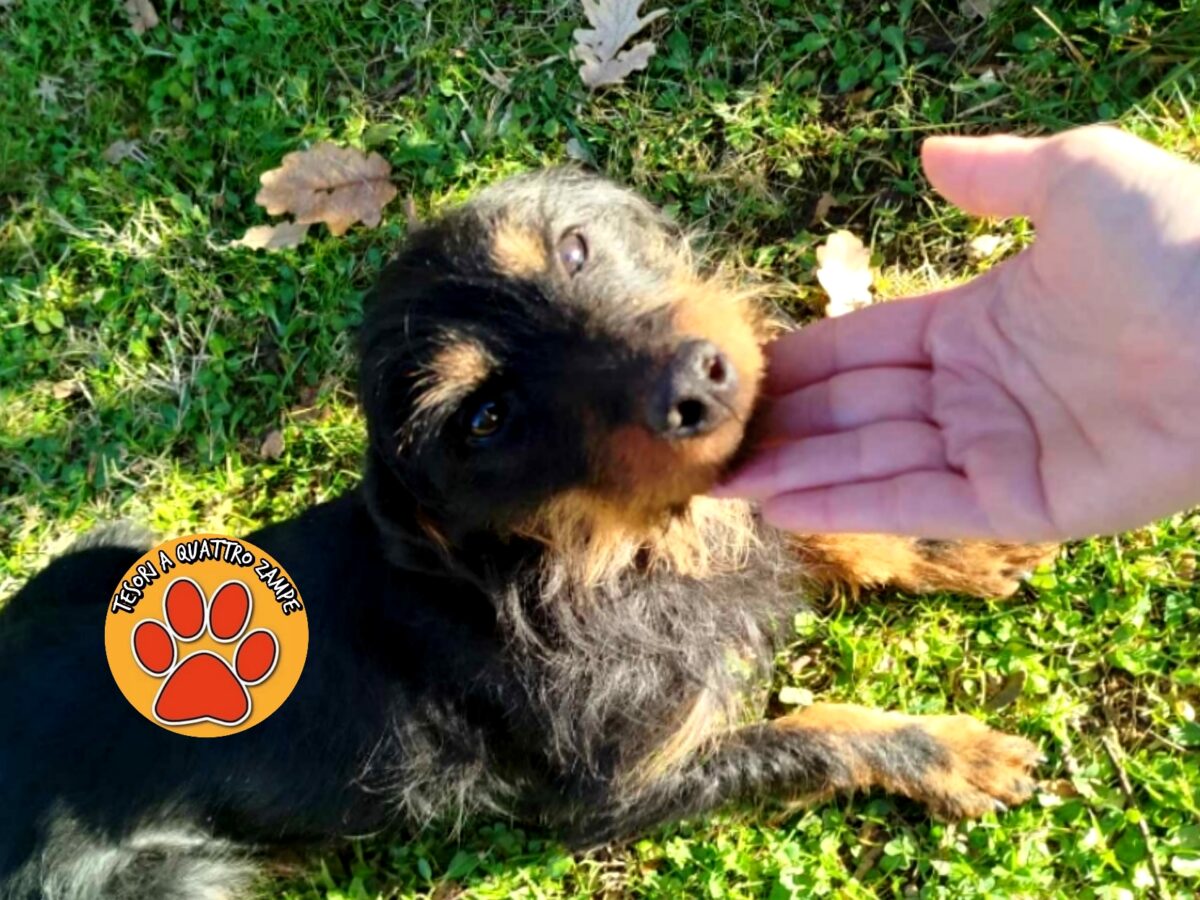 cane_cagnolina_daniela_cupaello_santa_rufina