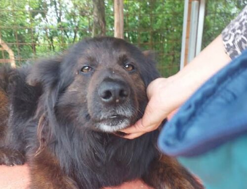 Parliamo di Orso: che splendido musotto in cerca di baci! E’ sordo, ma il suo cuore sente bene l’affetto
