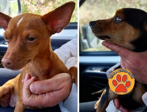 Tornati a casa i due cagnolini soccorsi a Roccaranieri