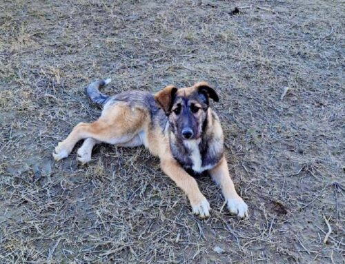 Camilla cerca casa. Piccola, dolce e con lo sguardo pieno di speranza