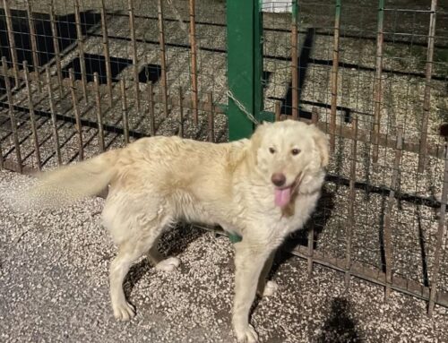 Abbandonato davanti al Canile di Rieti legato a catena al cancello di ingresso