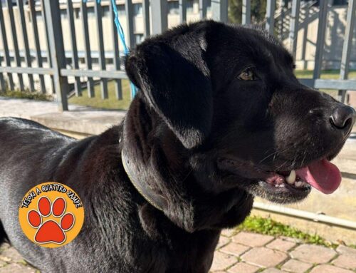 Cane trovato in via delle Scienze a Cittaducale. Di chi è?