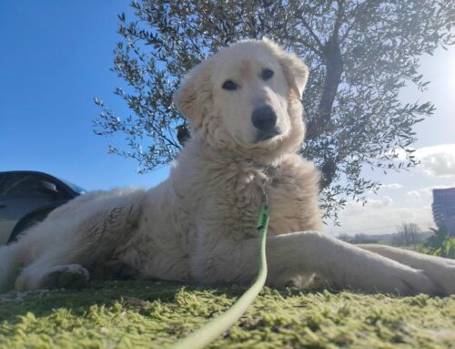 Django dalla Sabina: adozione cercasi