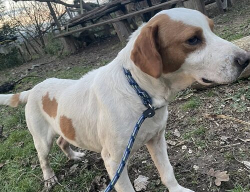 Trovato abbandonato, impaurito. Dylan sta rinascendo, ma serve anche il tuo amore: adottalo per sempre!