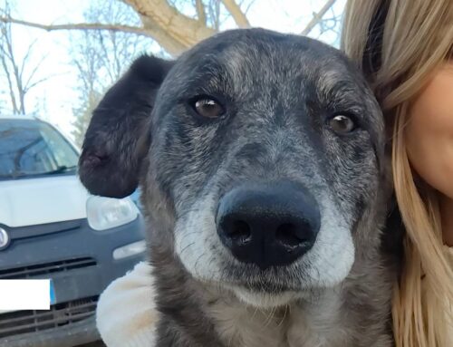 Dolcissimo e socievole Leo