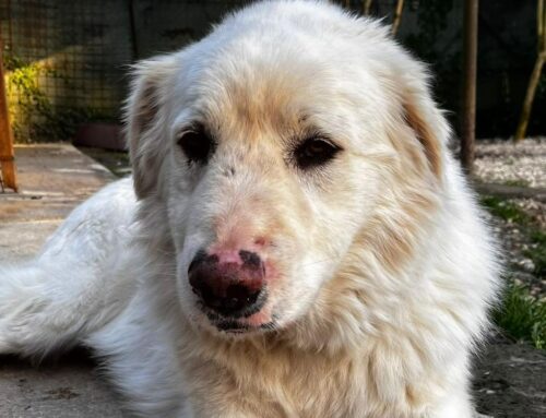 Un’enorme dolcezza: Max non ha una famiglia