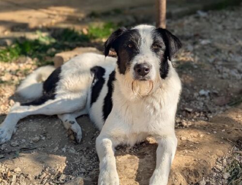 Musetta è una cagnolina giovane di 2 anni e 30 chili