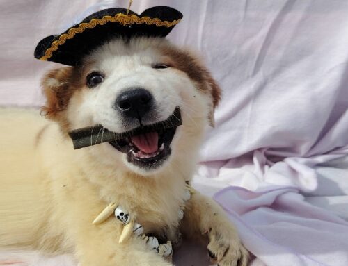 Siete pronti ad adottare Pirata? Bello, dolce e coraggioso!