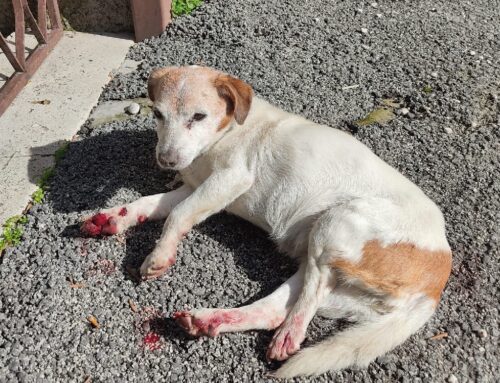 Cane ferìto segnalato a Montelibretti