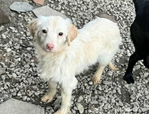 Una nuvola di zucchero. Piccola e dolce: Claretta da Teramo cerca adozione. Ha 6 mesi