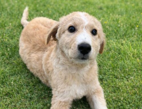 Tra i cani del canile che aspettano una famiglia c’è Giuggiolo da vasto (Abruzzo)