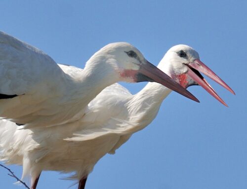 San Valentino, tempo di amore anche tra gli animali