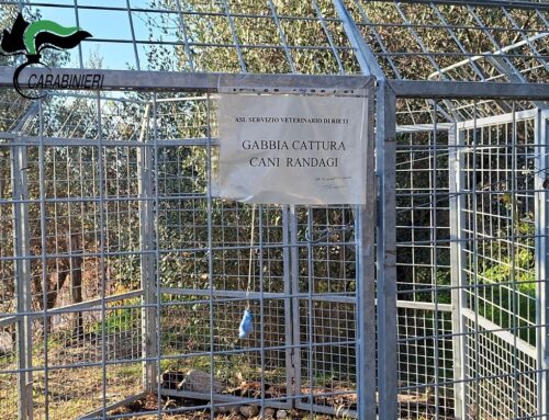 Poggio Bustone, Carabinieri deferiscono donna per interruzione di sevizio pubblico mentre la ASL doveva recuperare cani randagi