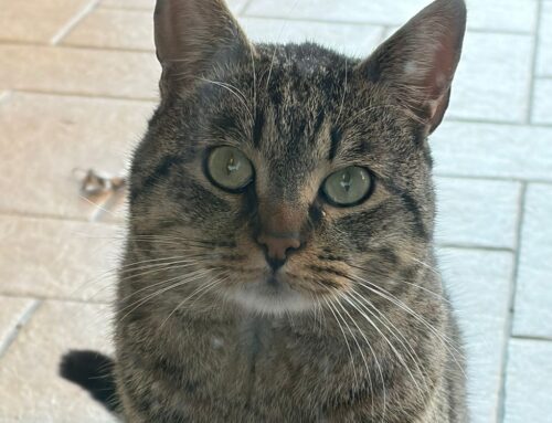 Micio dalla Sabina cerca casa