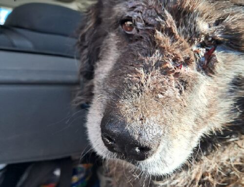 Castel Morrone, cane gravemente ferito da una trappola illegale per cinghiali