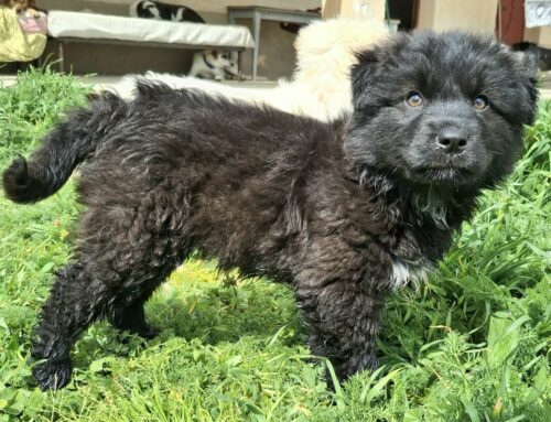 Ecco a voi Brian, tesorino siciliano in cerca di famiglia