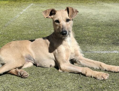 La piccola Eloise cerca casa. Vagava da sola per le strade della Sicilia