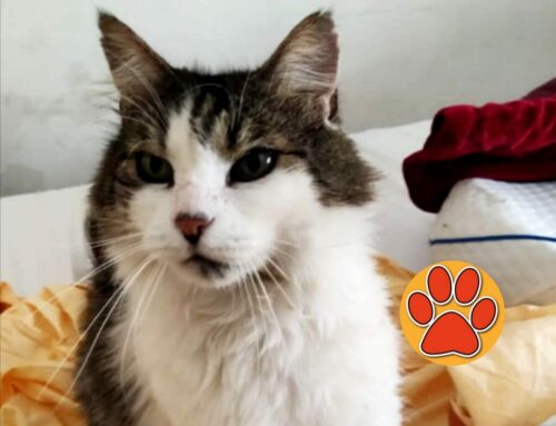 Irene cerca ancora il gatto Reginaldo: chi l’ha visto?