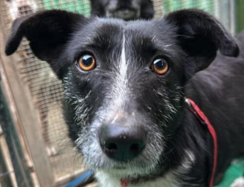 Il triste sguardo di Sven