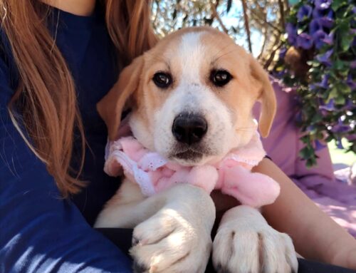 Da L’Oasi di Brenda ecco a voi Sole!