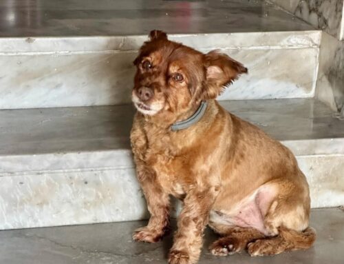 Ancora nessun avvistamento della piccola Shiva, smarrita da Castelnuovo di Farfa