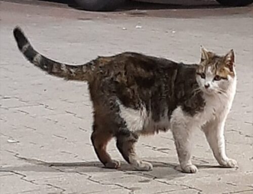 Da giorni tra le auto del LIDL di via Salaria per L’Aquila