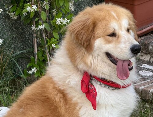 Adozione cercasi per questo stupendo Pastore della Sila