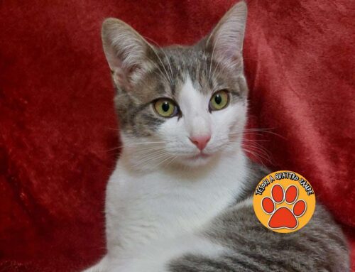 Maria Letizia: “Aiutatemi a ritrovare il mio Gigio”