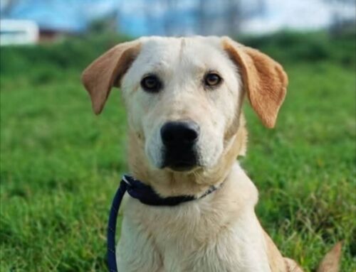 Ary ha due anni, soffre di zoppia e aspetta una adozione